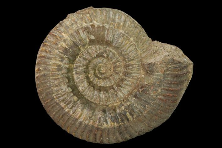 Toarcian Ammonite (Hammatoceras) Fossil - France #152757